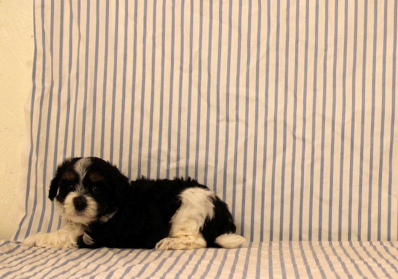 puppy, for, sale, Maltipoo, Matthew B. Stoltzfus, dog, breeder, Gap, PA, dog-breeder, puppy-for-sale, forsale, nearby, find, puppyfind, locator, puppylocator, aca